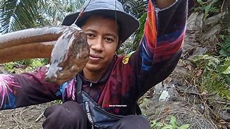 Belut Disini Gak Habis Habis Di Pancing Narik Belut Sawah Seperti Narik Hulk